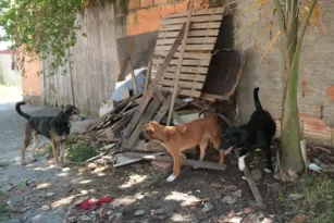 Imagem ilustrativa da imagem Bonde do cachorro: cães atacam pedestres em Niterói