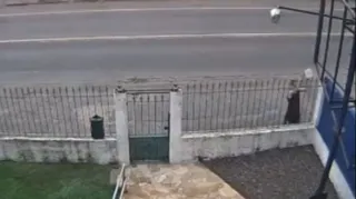 Imagem ilustrativa da imagem Vídeo flagra crueldade com cachorrinhos em Niterói