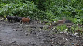 Imagem ilustrativa da imagem Encontrado morto às margens do Rio Alcântara, em SG