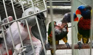 Imagem ilustrativa da imagem Animais silvestres que sofriam maus-tratos apreendidos no Rio