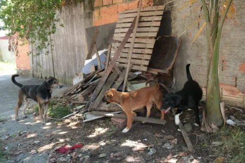 Imagem ilustrativa da imagem Bonde do cachorro: cães atacam pedestres em Niterói