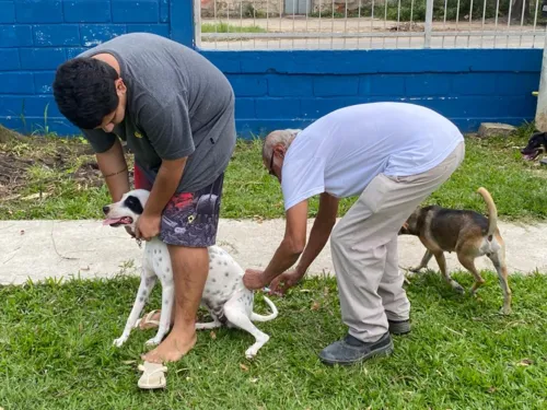 Imagem ilustrativa da imagem São Gonçalo imuniza mais de 120 mil cães e gatos em campanha de vacinação