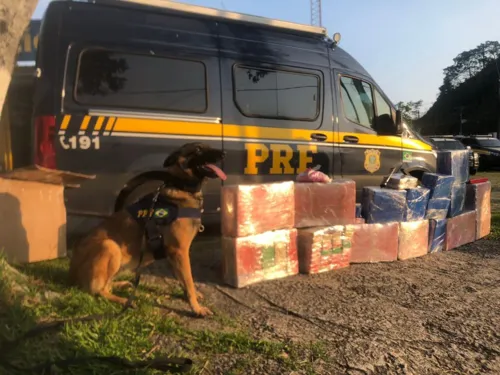 Imagem ilustrativa da imagem PRF apreende carro com 200 kg de maconha no Rio