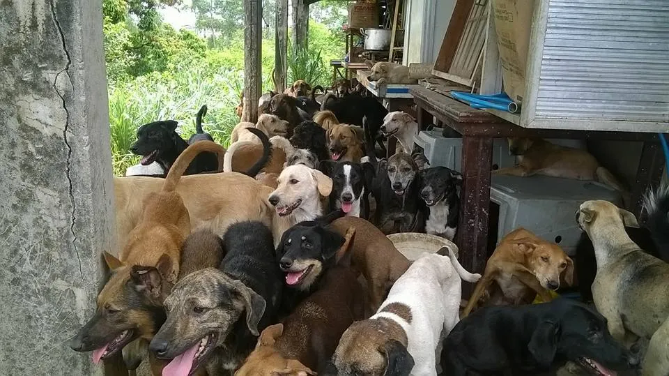 Imagem ilustrativa da imagem Morte de protetor deixa quase 200 cães sem lar em Itaboraí