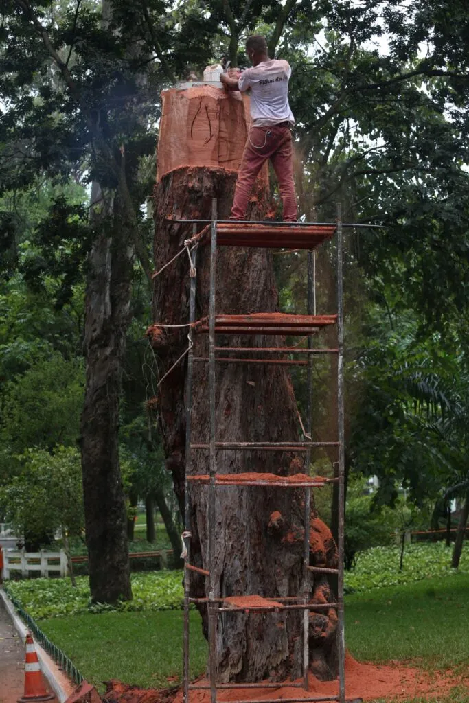 Imagem ilustrativa da imagem Árvore do Campo de São Bento vai ganhar escultura de São Francisco de Assis
