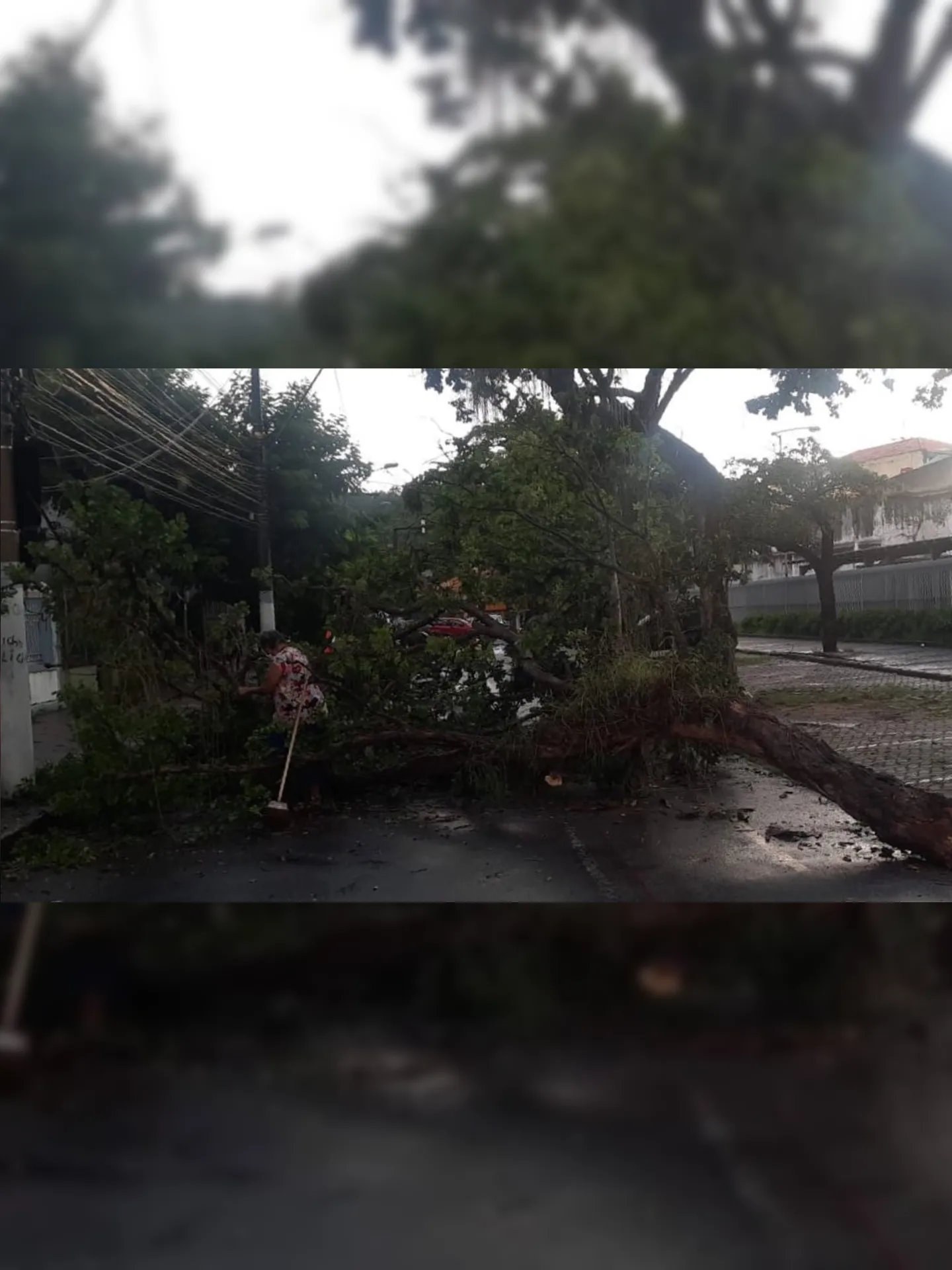 Imagem ilustrativa da imagem Árvore cai e interdita rua no bairro São Domingos, em Niterói