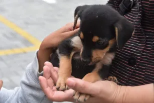 Imagem ilustrativa da imagem Prefeitura de Maricá realiza neste domingo campanha de adoção de animais