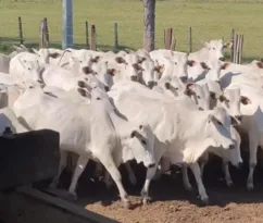 Imagem ilustrativa da imagem Rio prorroga etapa de vacinação contra Febre Aftosa