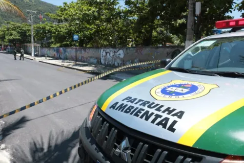 Imagem ilustrativa da imagem Ataque de abelhas assusta banhistas e deixa idoso ferido em praia de Niterói