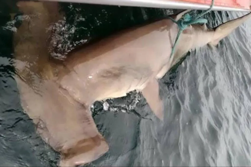Imagem ilustrativa da imagem Caiu na rede é peixe? Tubarão-martelo assusta em orla de Maricá