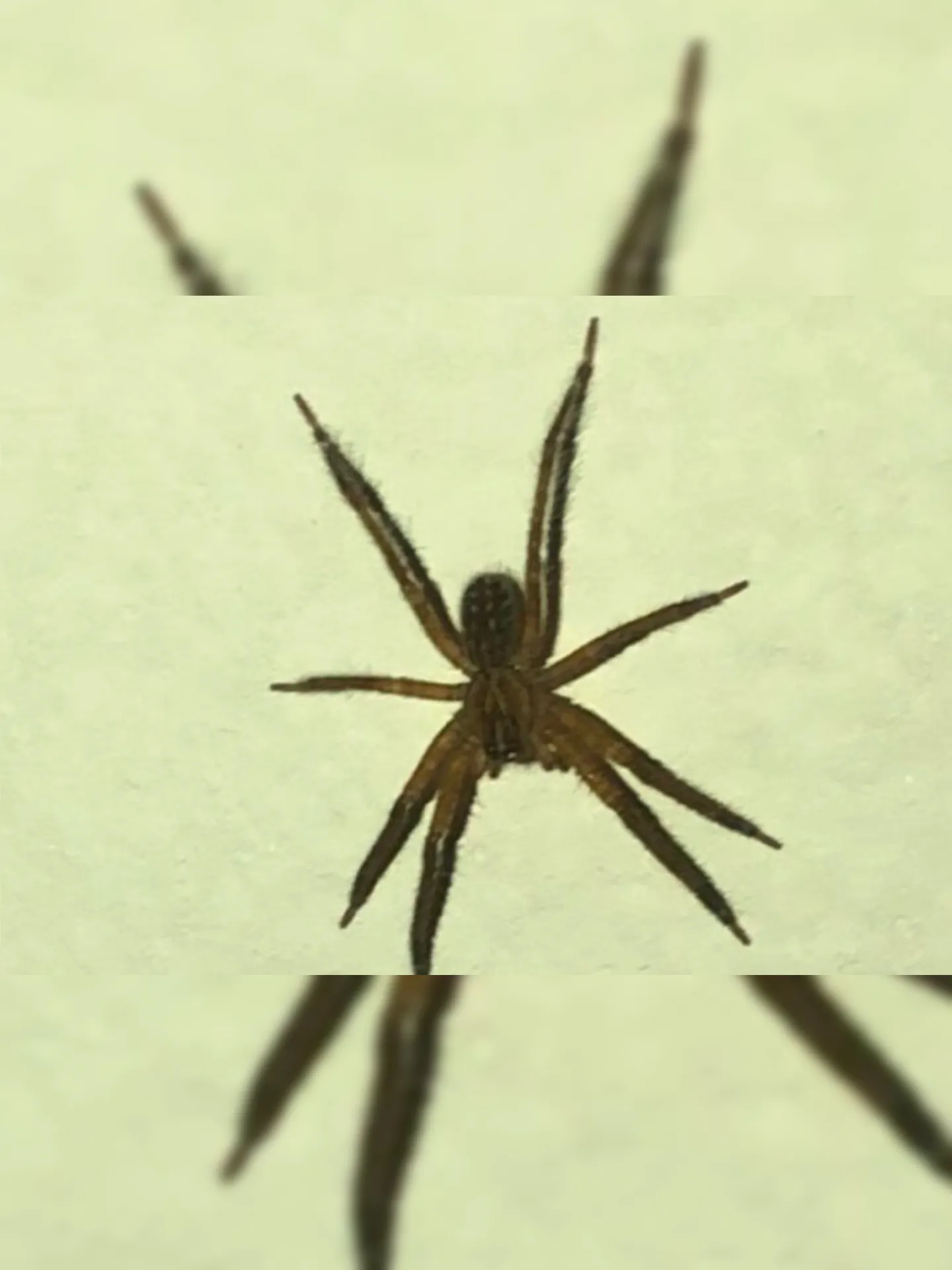Imagem ilustrativa da imagem Aranha faz visita indesejada em quarto de criança na Região Oceânica de Niterói