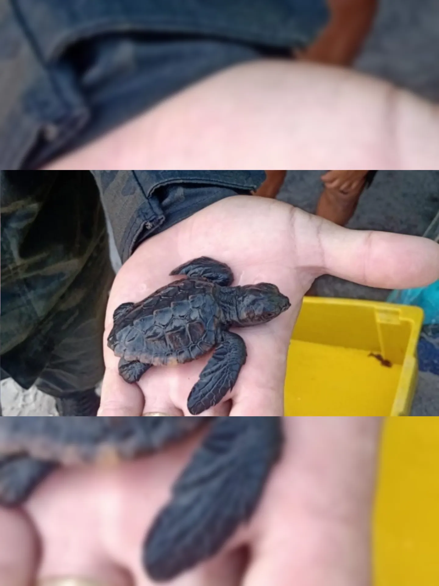Imagem ilustrativa da imagem Filhotes de tartaruga são encontrados em praia de Arraial do Cabo