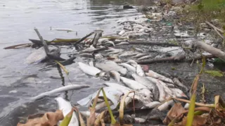 Imagem ilustrativa da imagem Suspeita de despejo de esgoto na Lagoa de Piratininga, em Niterói