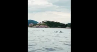 Imagem ilustrativa da imagem Balé do mar: família de golfinhos encanta em praia de Niterói