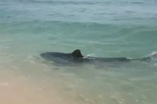 Imagem ilustrativa da imagem Vídeo: visita de tubarão chama a atenção de banhistas em praia de Saquarema