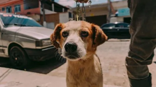 Imagem ilustrativa da imagem Mais de 10 mil pets castrados no Estado do Rio em menos de um mês