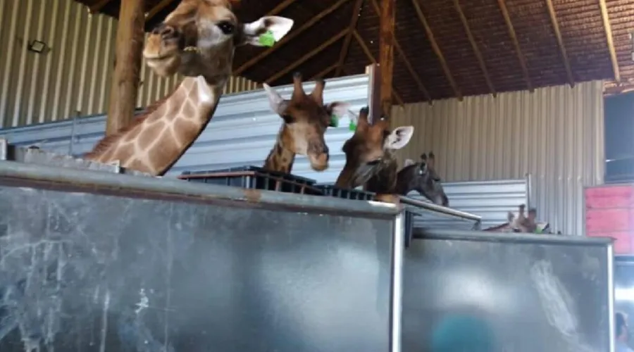 Imagem ilustrativa da imagem PF apreende 15 girafas em Magaratiba e cuidadores são presos