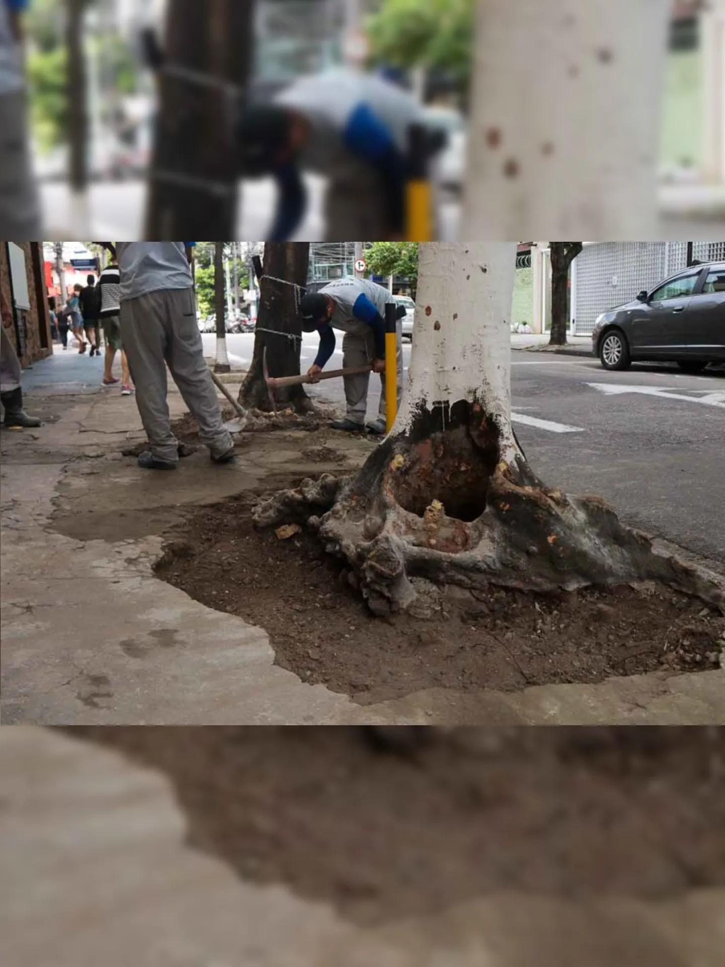 Imagem ilustrativa da imagem Cimento que cobria árvores em rua da Zona Sul de Niterói é retirado