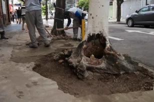 Imagem ilustrativa da imagem Cimento que cobria árvores em rua da Zona Sul de Niterói é retirado