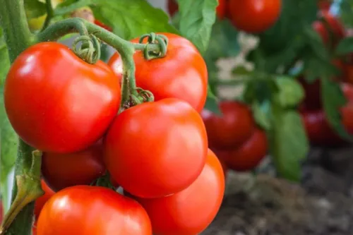 Imagem ilustrativa da imagem Produção de tomates com cultivo sustentável no estado do Rio