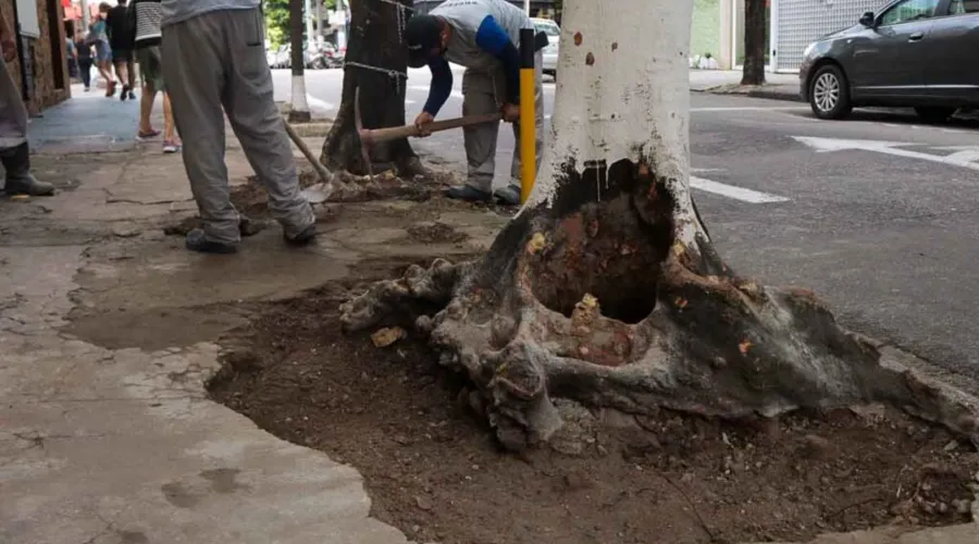 Imagem ilustrativa da imagem Cimento que cobria árvores em rua da Zona Sul de Niterói é retirado