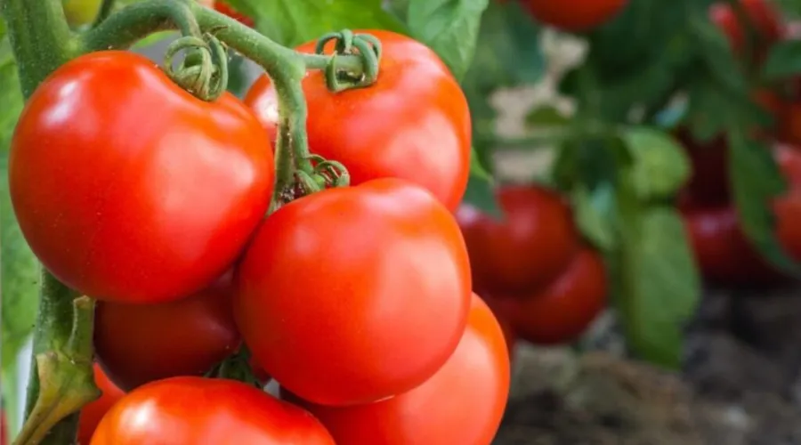 Imagem ilustrativa da imagem Produção de tomates com cultivo sustentável no estado do Rio